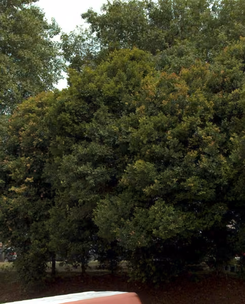 tree photo