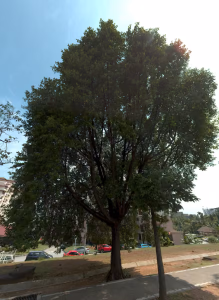 tree photo