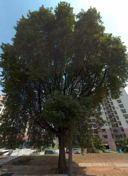 tree photo