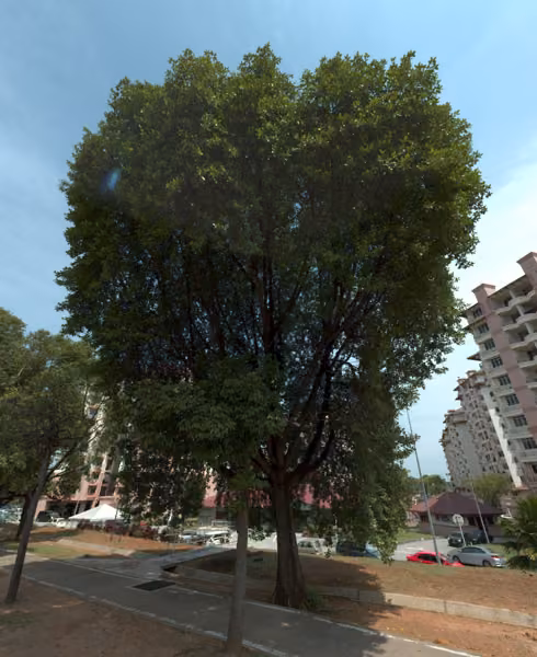 tree photo