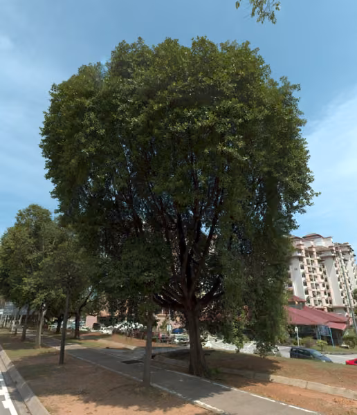 tree photo