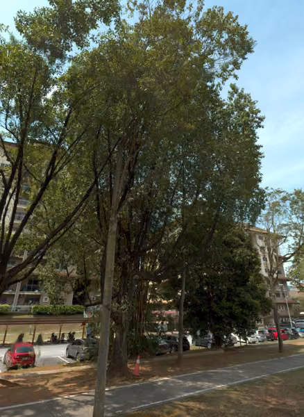 tree photo