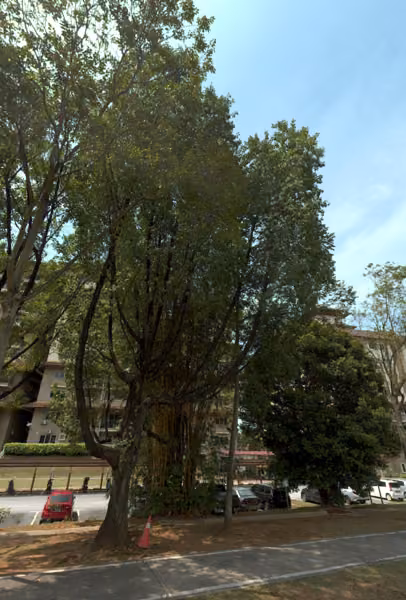 tree photo