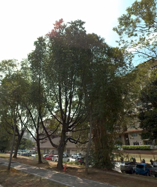 tree photo