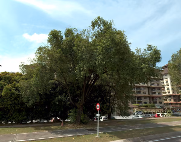tree photo
