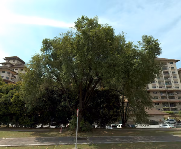 tree photo