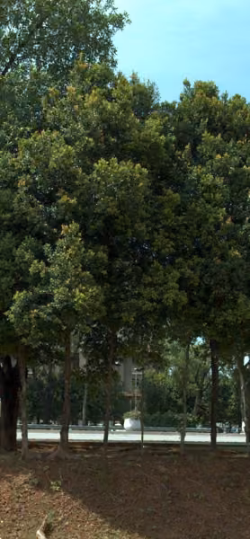 tree photo