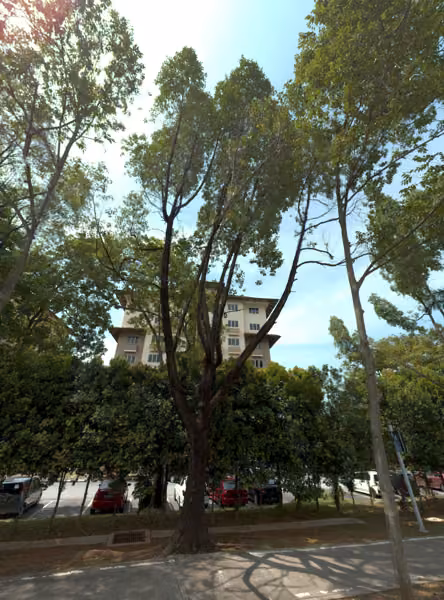 tree photo