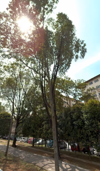 tree photo