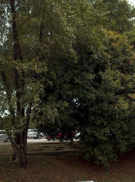 tree photo