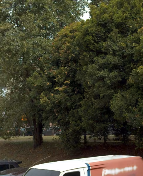 tree photo