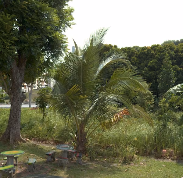 tree photo