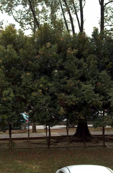tree photo