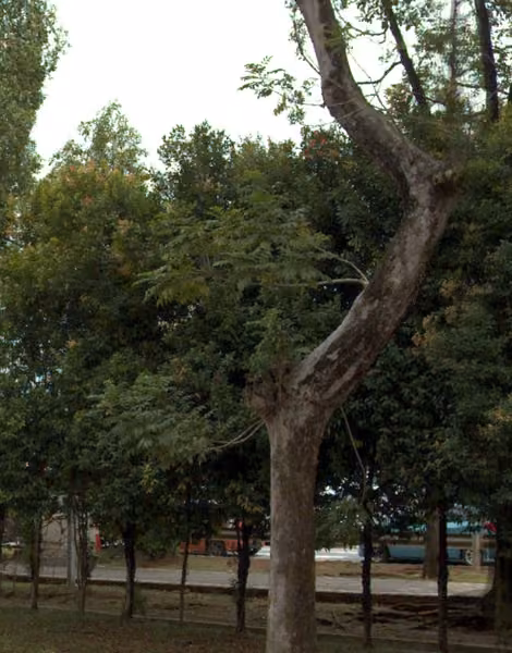 tree photo