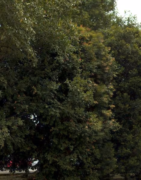 tree photo