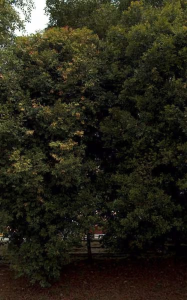 tree photo