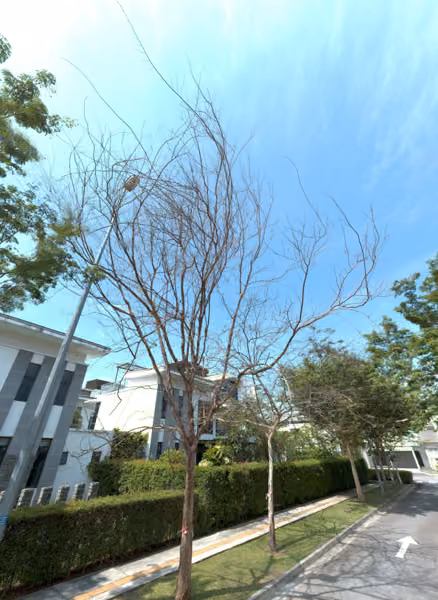 tree photo