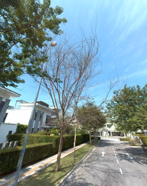 tree photo