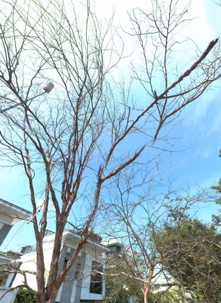 tree photo