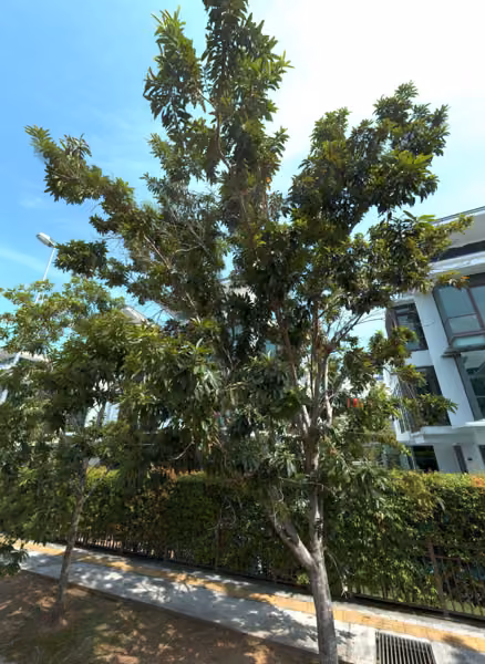 tree photo