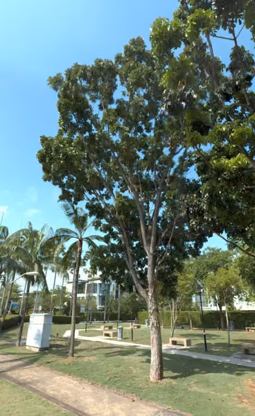 tree photo