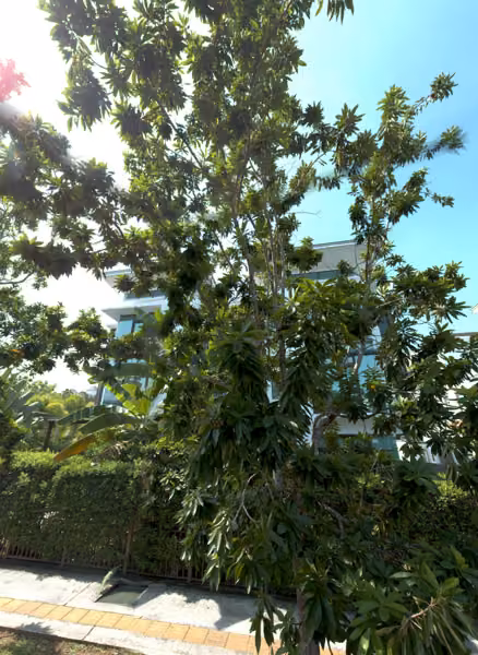 tree photo