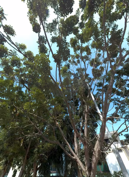 tree photo