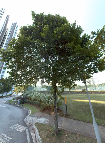 tree photo