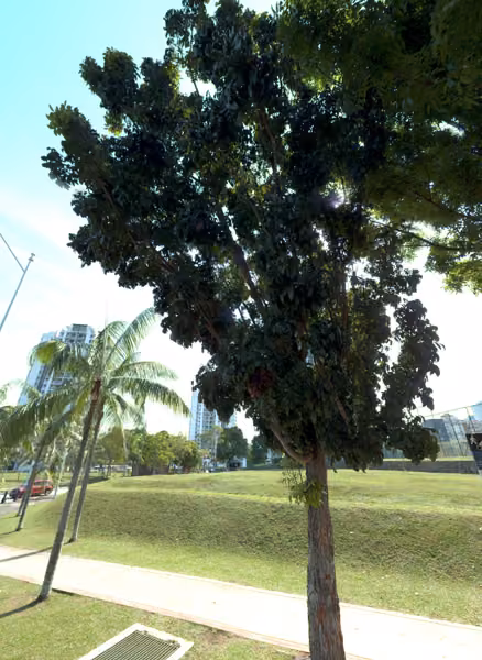 tree photo