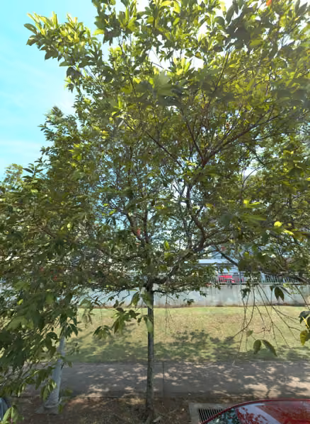 tree photo
