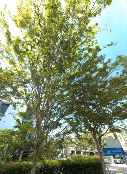 tree photo