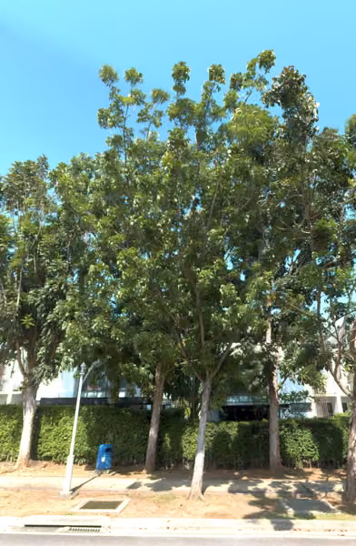 tree photo