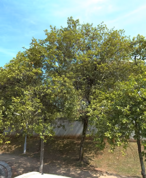 tree photo