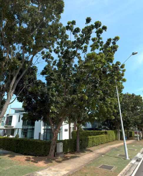 tree photo
