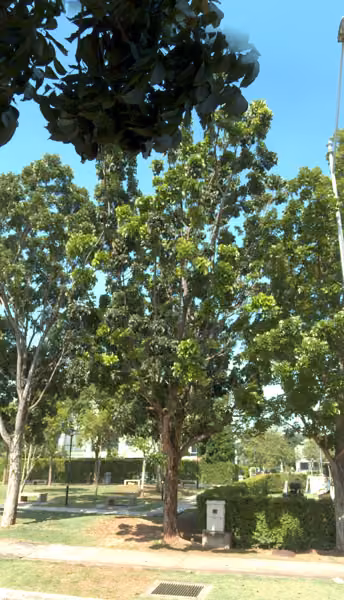 tree photo