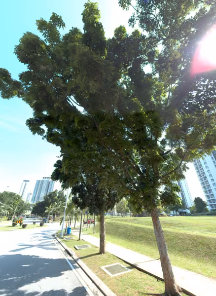 tree photo