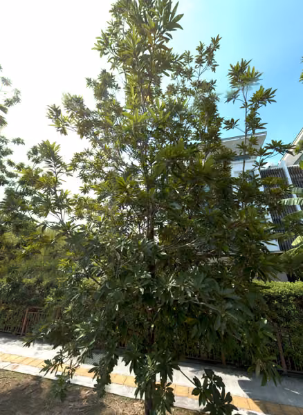 tree photo