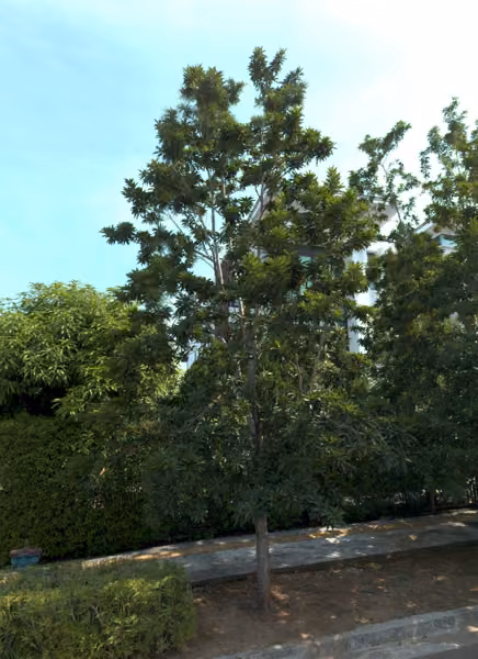 tree photo