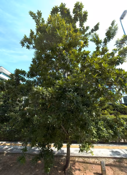 tree photo