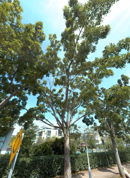 tree photo