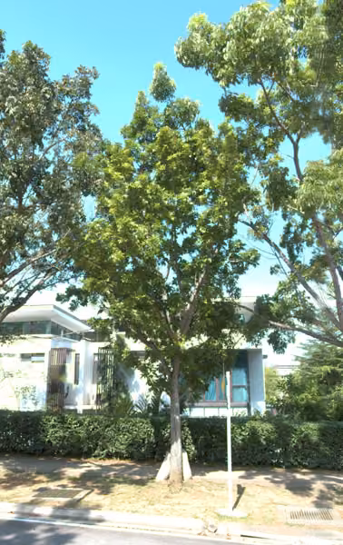 tree photo