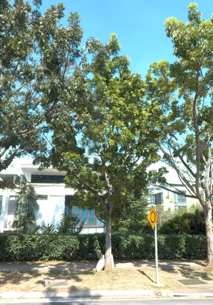 tree photo