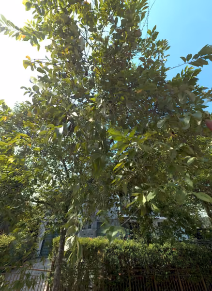 tree photo