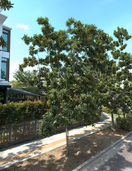 tree photo