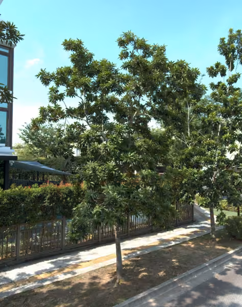 tree photo