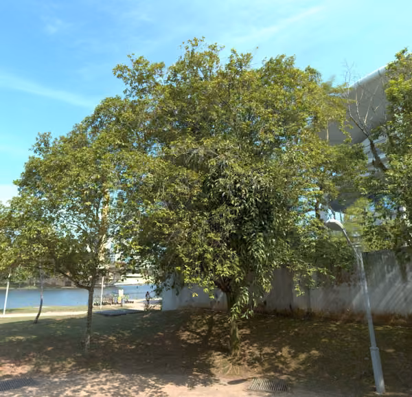 tree photo