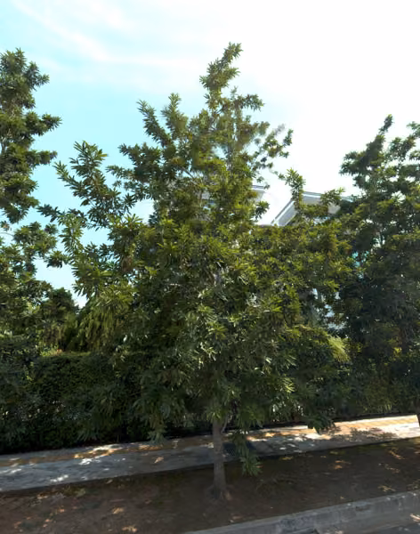 tree photo
