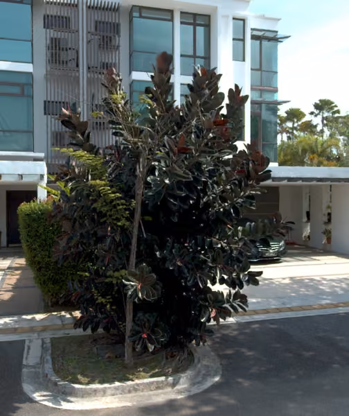 tree photo