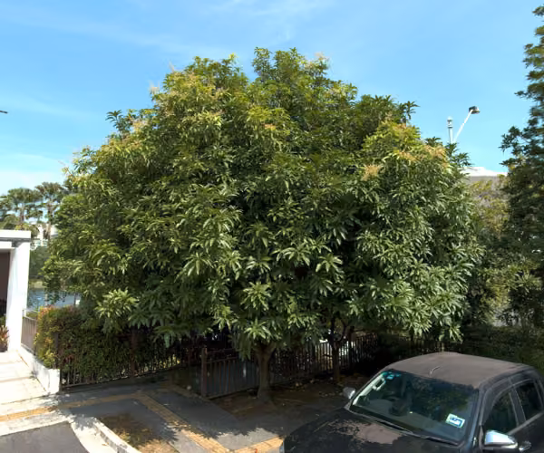 tree photo