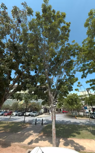 tree photo